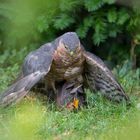 Sperber tötet Amsel Teil 1