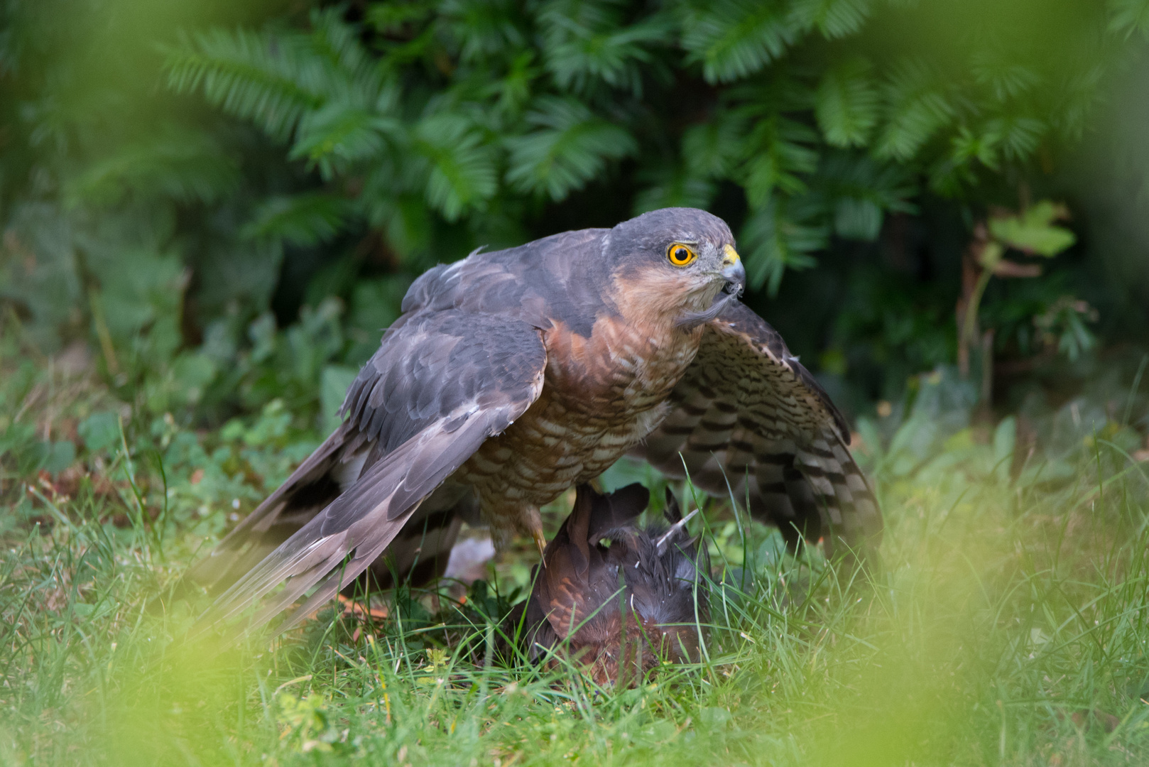 Sperber tötet Amsel Teil 2