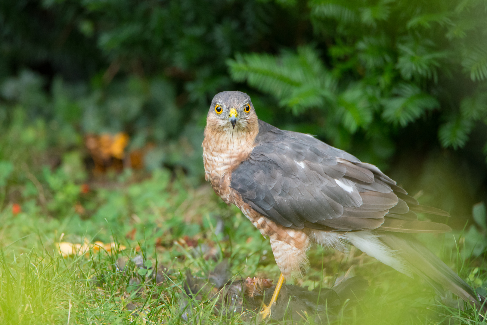 Sperber tötet Amsel Teil 3