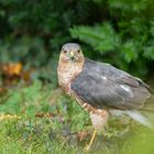 Sperber tötet Amsel Teil 3