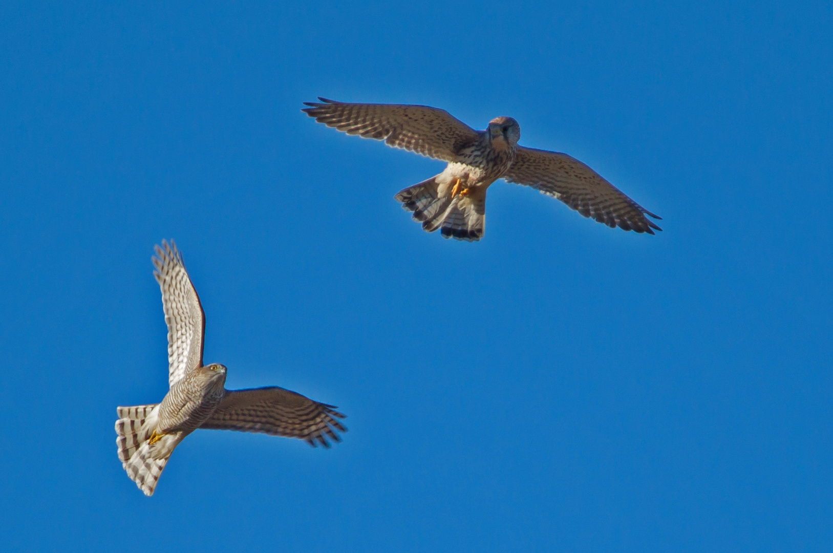 Sperber Falke Sperber Falke