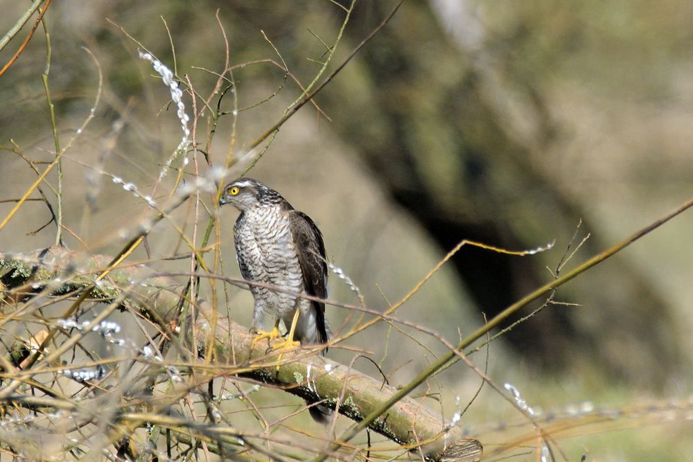 Sperber (Weibchen)