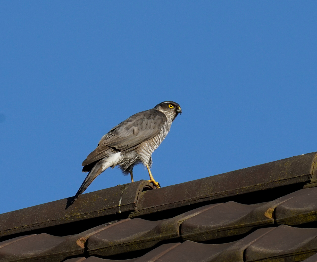 Sperber Weibchen