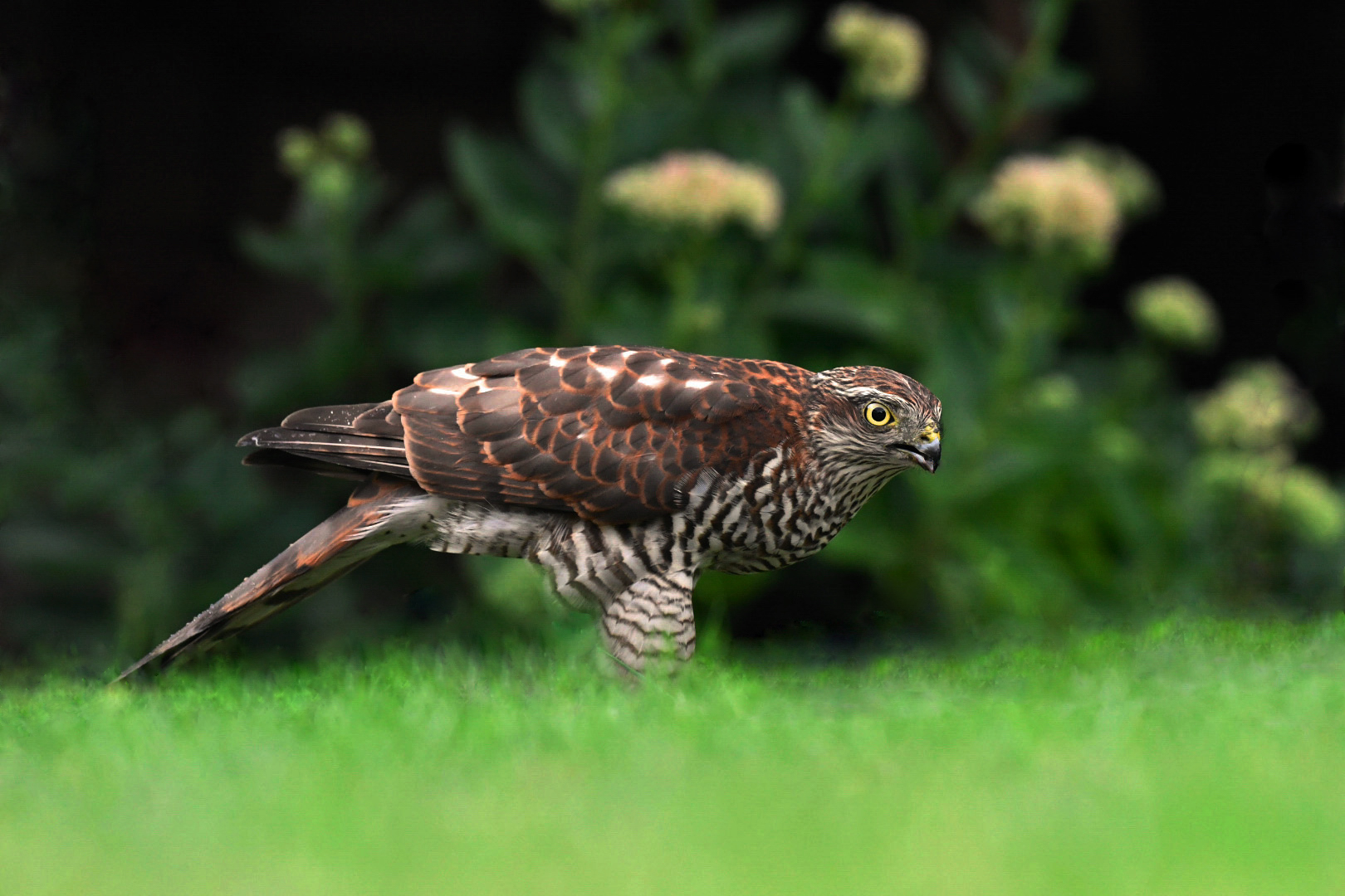 Sperber Weibchen im Garten