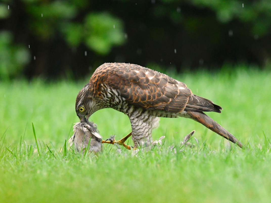 Sperber Weibchen mit Beute im Regen