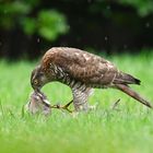 Sperber Weibchen mit Beute im Regen