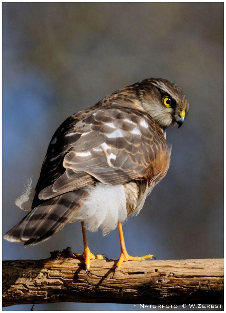 - Sperber weiblich - ( Accipiter nisus )