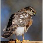 - Sperber weiblich - ( Accipiter nisus )