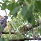 Sperberbesuch im Nachbargarten