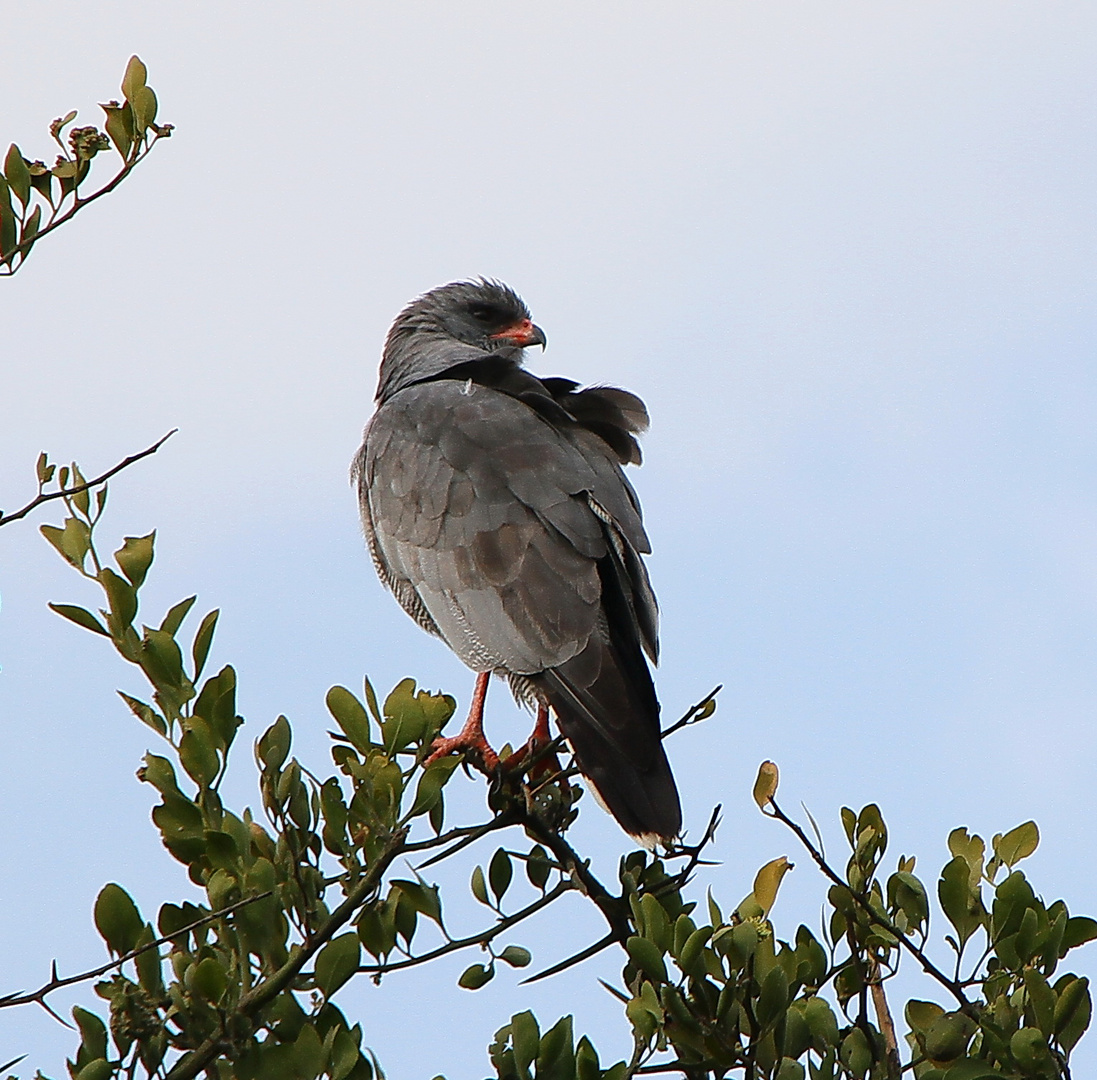 Sperberbussard - Kaupifalco monogrammicus