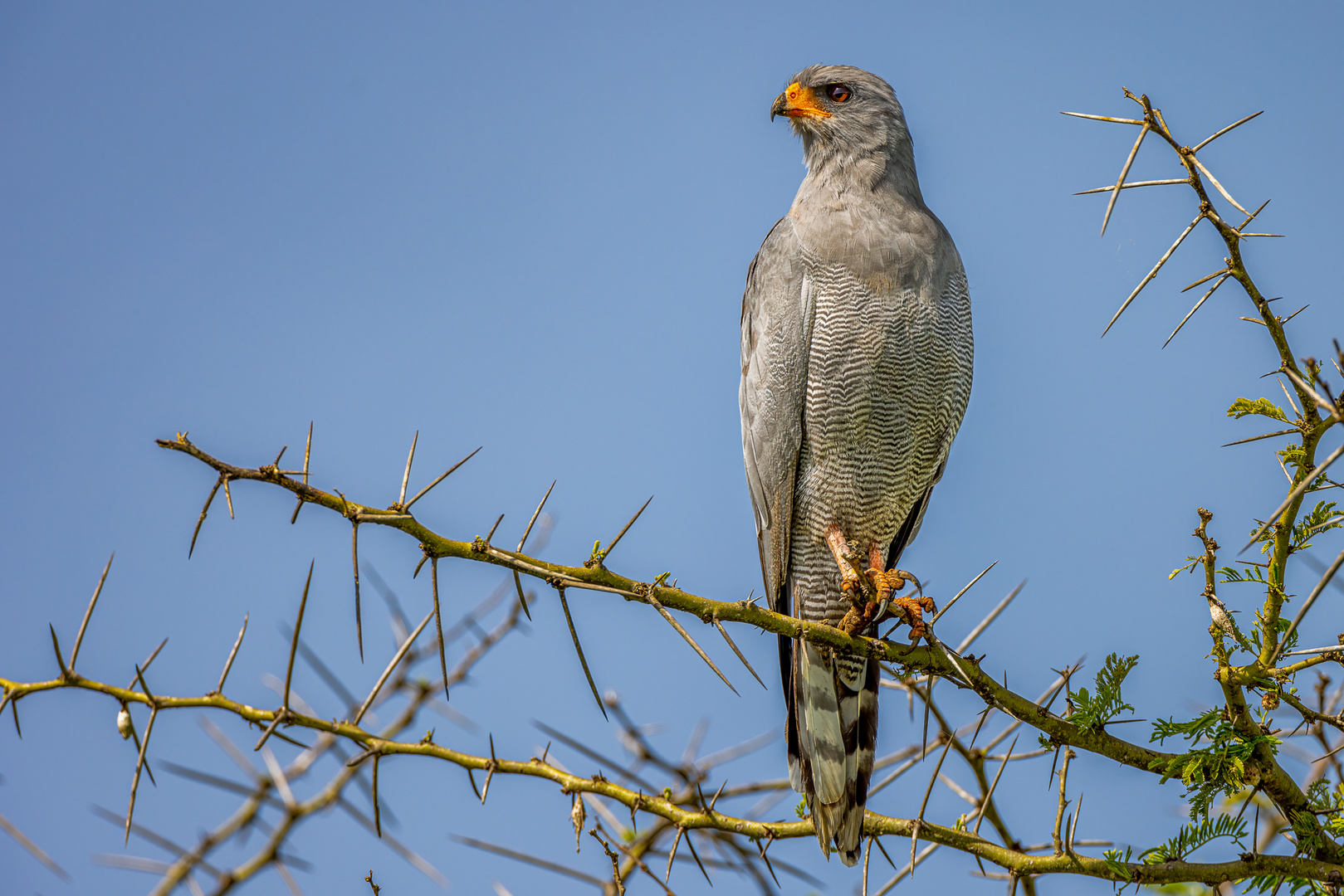 Sperberbussard (Lizard Buzzard)