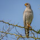 Sperberbussard (Lizard Buzzard)