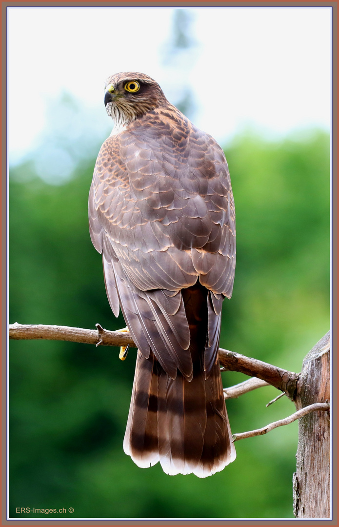 Sperber_Epervier_Sparrowhawk_Sparviero -Accipiter nisus- 2022-09-03 040 (100) © 