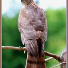 Sperber_Epervier_Sparrowhawk_Sparviero -Accipiter nisus- 2022-09-03 040 (100) © 