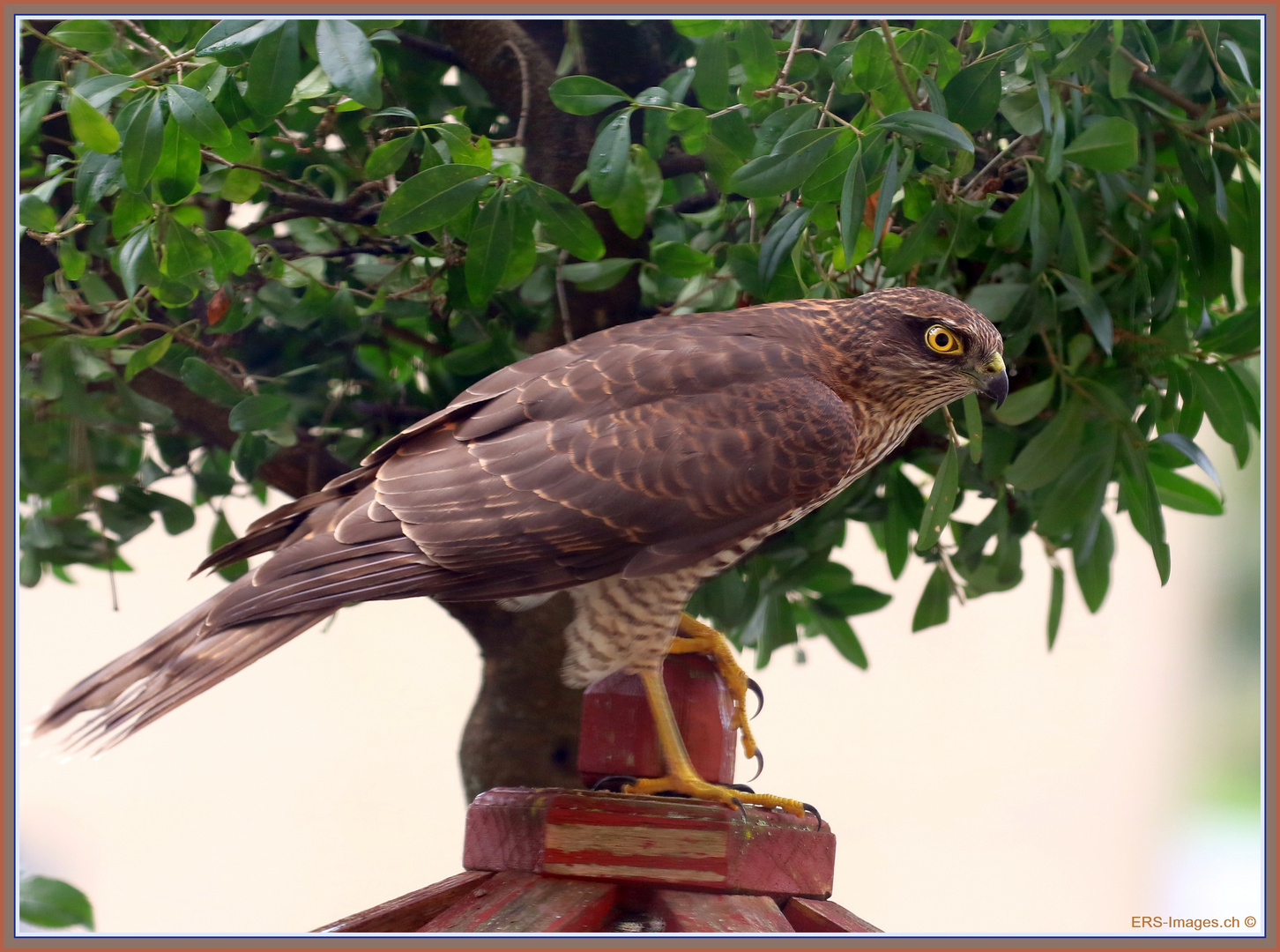 Sperber_Epervier_Sparrowhawk_Sparviero -Accipiter nisus- 2022-09-03 040 (102) © 