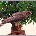 Sperber_Epervier_Sparrowhawk_Sparviero -Accipiter nisus- 2022-09-03 040 (102) © 