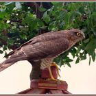 Sperber_Epervier_Sparrowhawk_Sparviero -Accipiter nisus- 2022-09-03 040 (102) © 