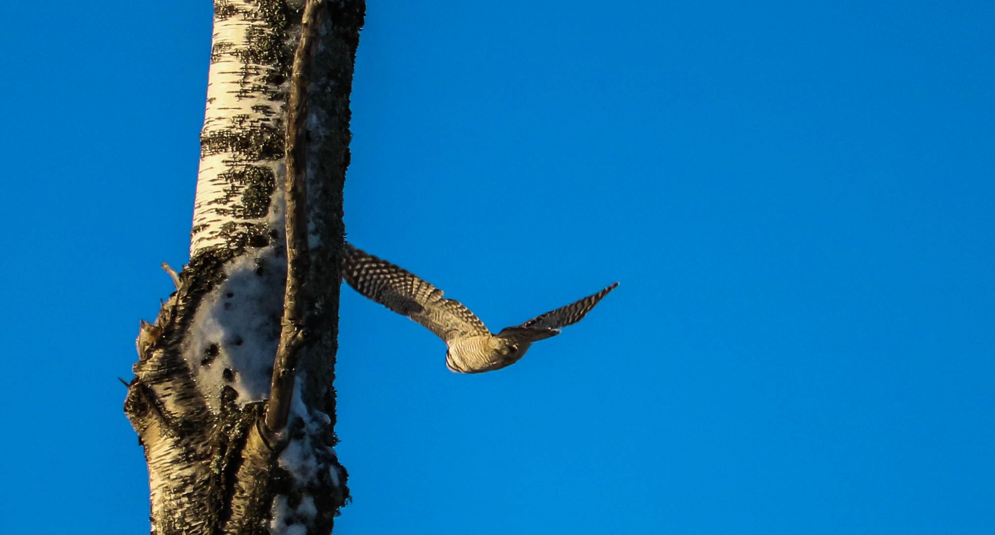 Sperbereule Abflug