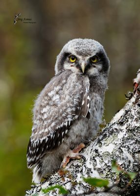 Sperbereule (Ästling) // Dalarna