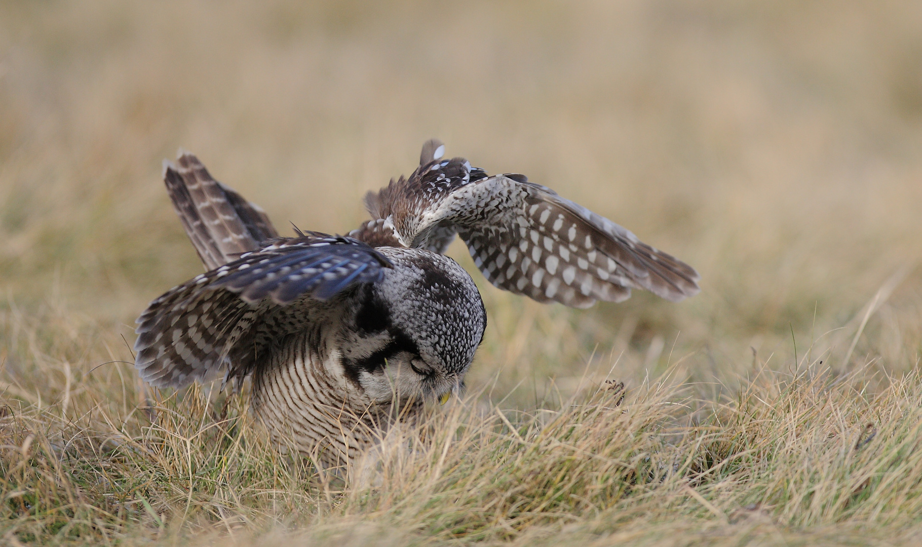 Sperbereule bei der Jagd