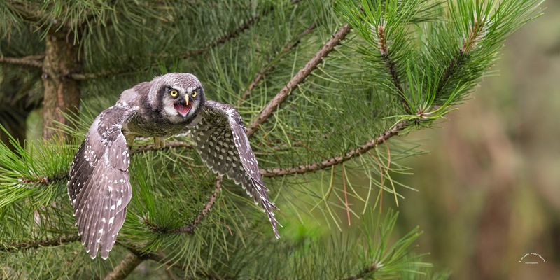 Sperbereule im Flug / Northern hawk owl in flight (4413)