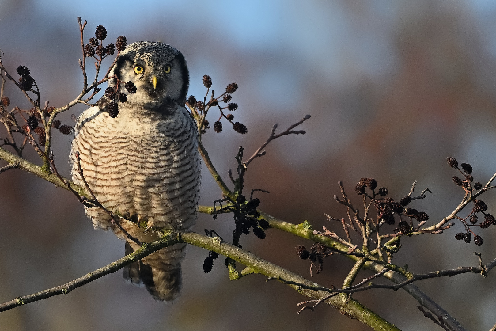 Sperbereule - Northern Hawk Owl