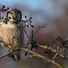 Sperbereule - Northern Hawk Owl