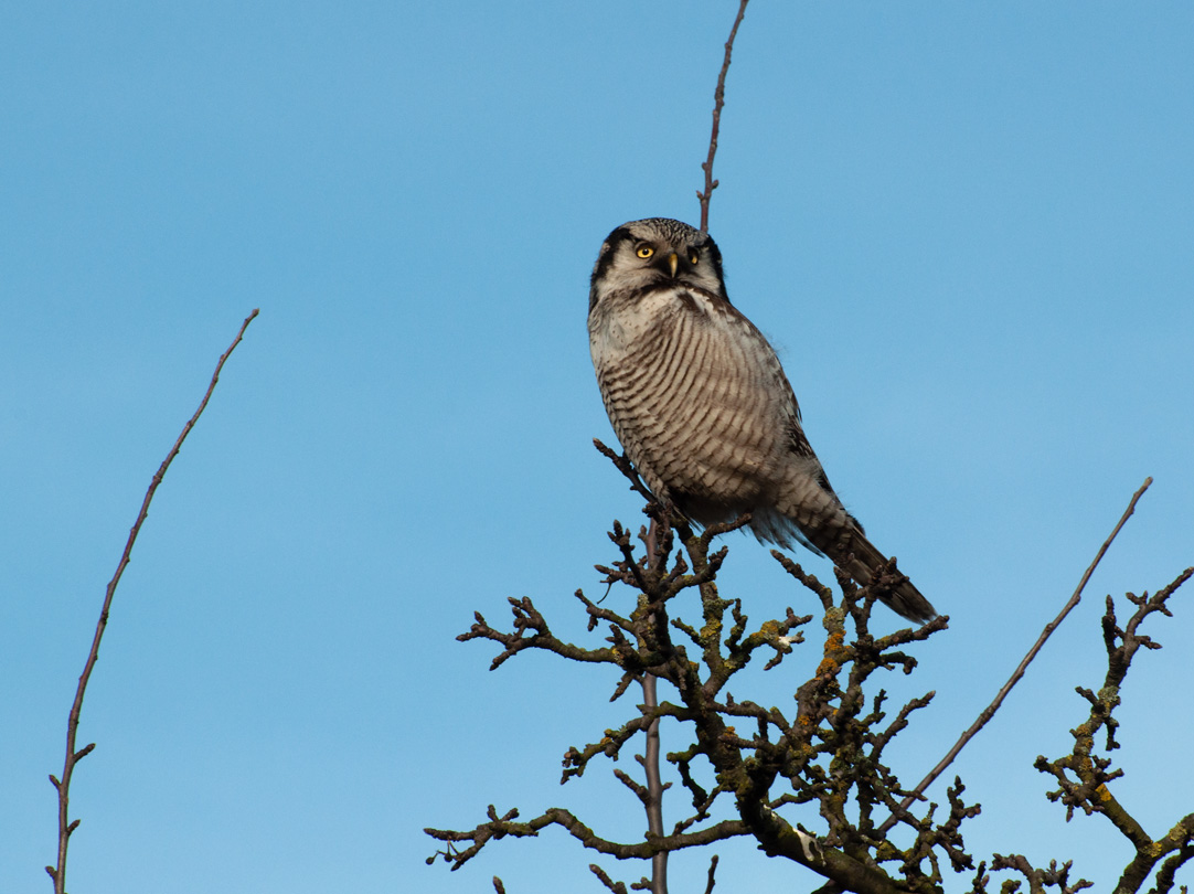 Sperbereule (Surnia ulula)