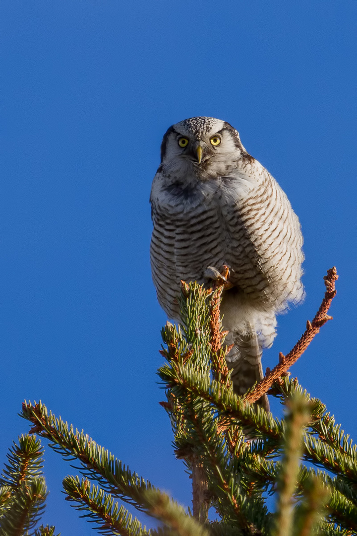 Sperbereule (Surnia ulula), Northern Hawk-Owl.