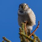 Sperbereule (Surnia ulula), Northern Hawk-Owl.