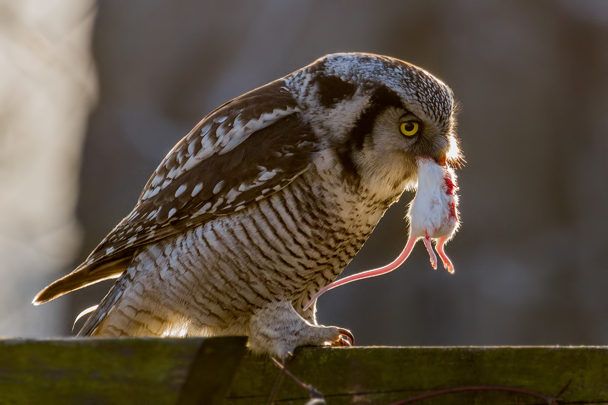 Sperbereule (Surnia ulula), Northern Hawk-Owl. II