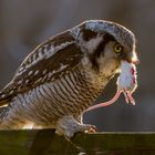 Sperbereule (Surnia ulula), Northern Hawk-Owl. II