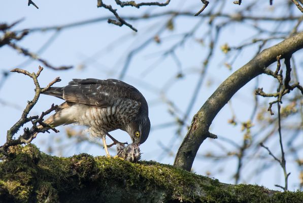 Sperberfrühstück 2