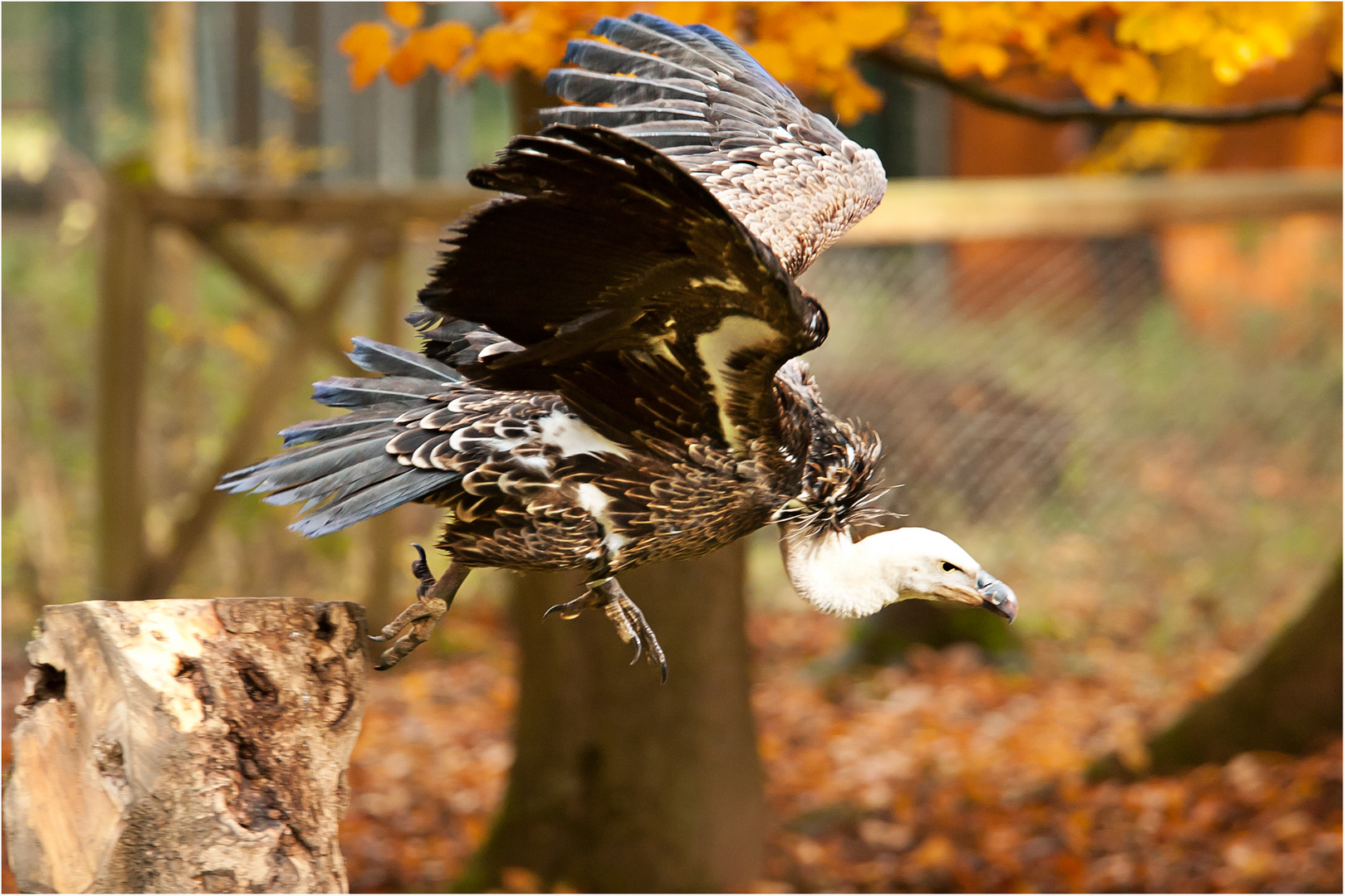 Sperbergeier beim Abflug