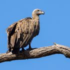 Sperbergeier - Griffon Vulture