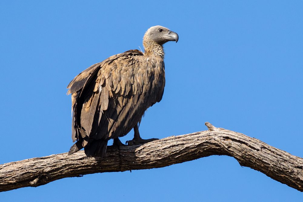 Sperbergeier - Griffon Vulture