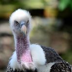 Sperbergeier, (Gyps rueppelli), Rüppell's vulture, Buitre moteado,