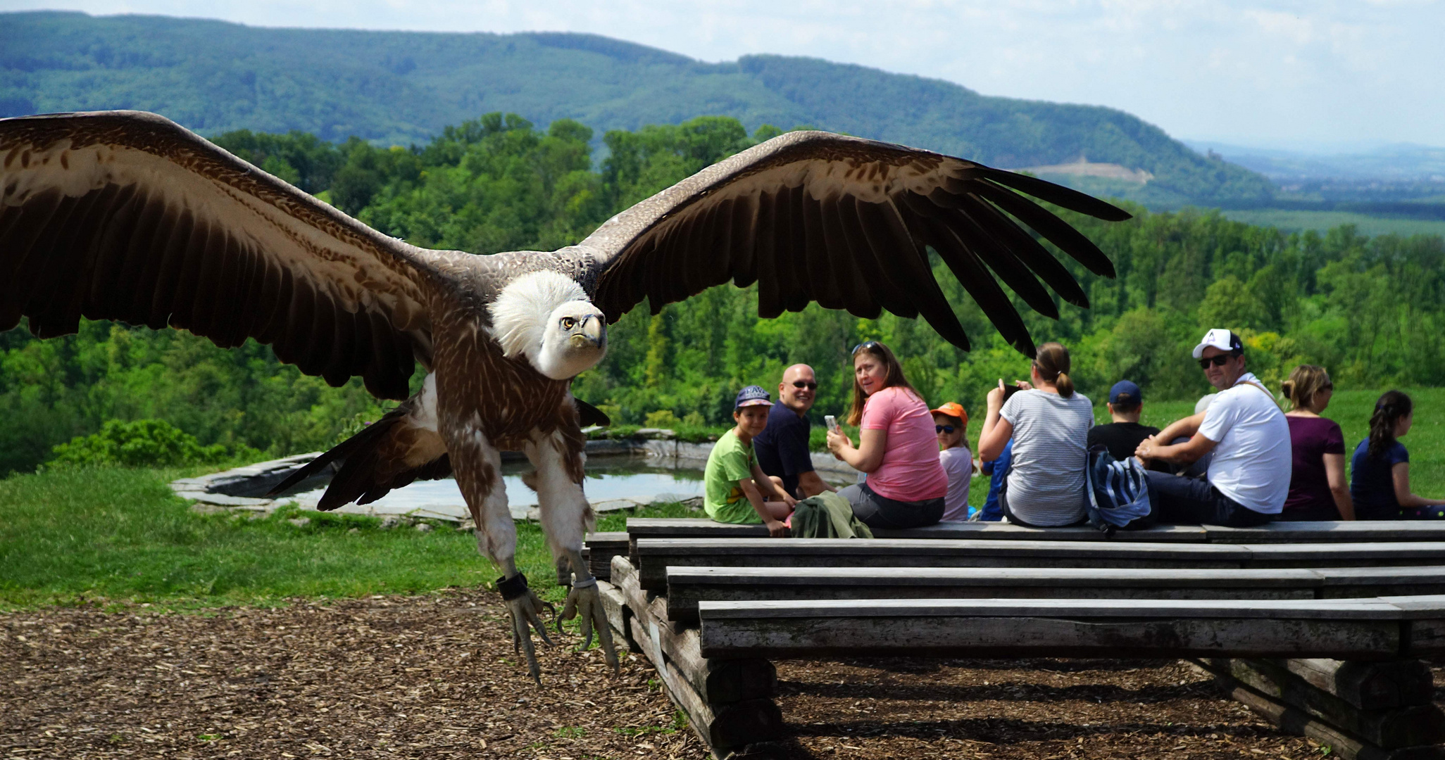 Sperbergeier im Anflug...