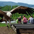 Sperbergeier im Anflug...