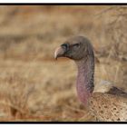 "Sperbergeier im Samburu National Reserve"