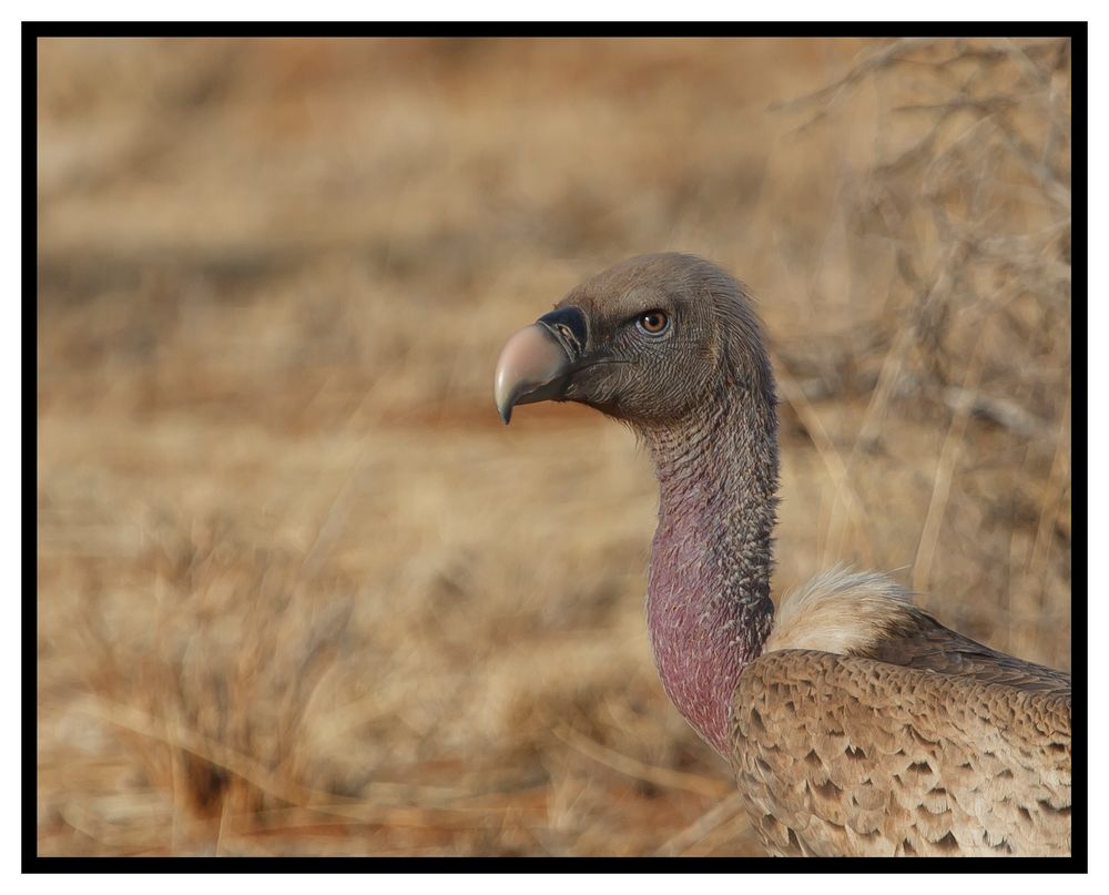 "Sperbergeier im Samburu National Reserve"