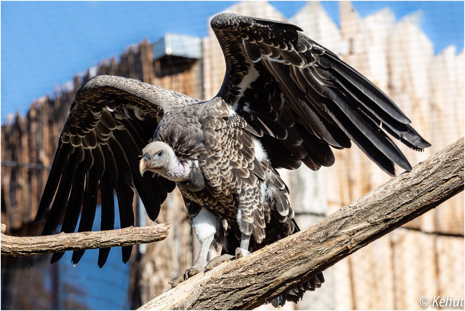 Sperbergeier - Zoo Magdeburg