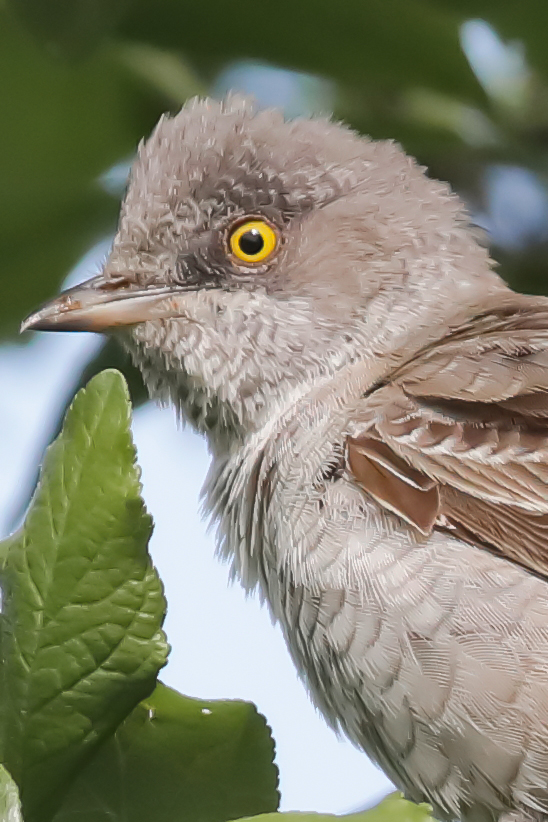 Sperbergrasmücke (Sylvia nisoria)