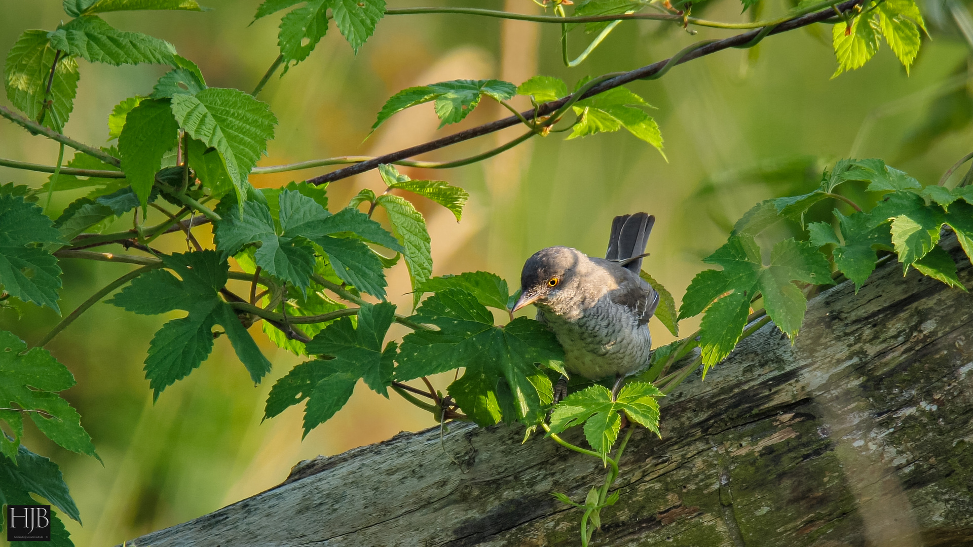 Sperbergrasmücke (Sylvia nisoria) - Barred Warbler