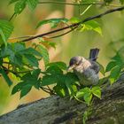 Sperbergrasmücke (Sylvia nisoria) - Barred Warbler