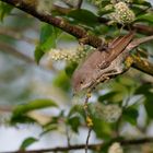 Sperbergrasmücke (Sylvia nisoria) mit Fliege