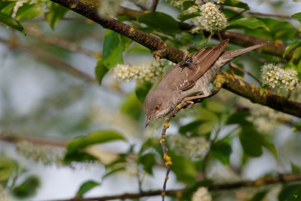 Sperbergrasmücke (Sylvia nisoria) mit Fliege