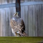 Sperberlandung am Holzsilo-Unterstand