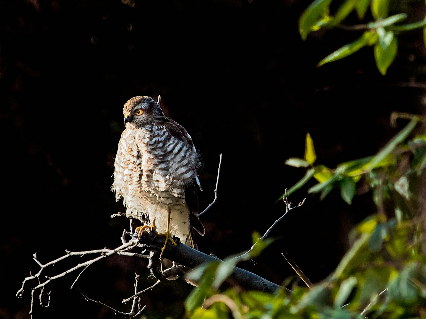 Sperberweibchen (Accipiter nisus)