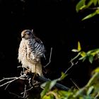 Sperberweibchen (Accipiter nisus)